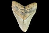 Fossil Megalodon Tooth - North Carolina #109731-1